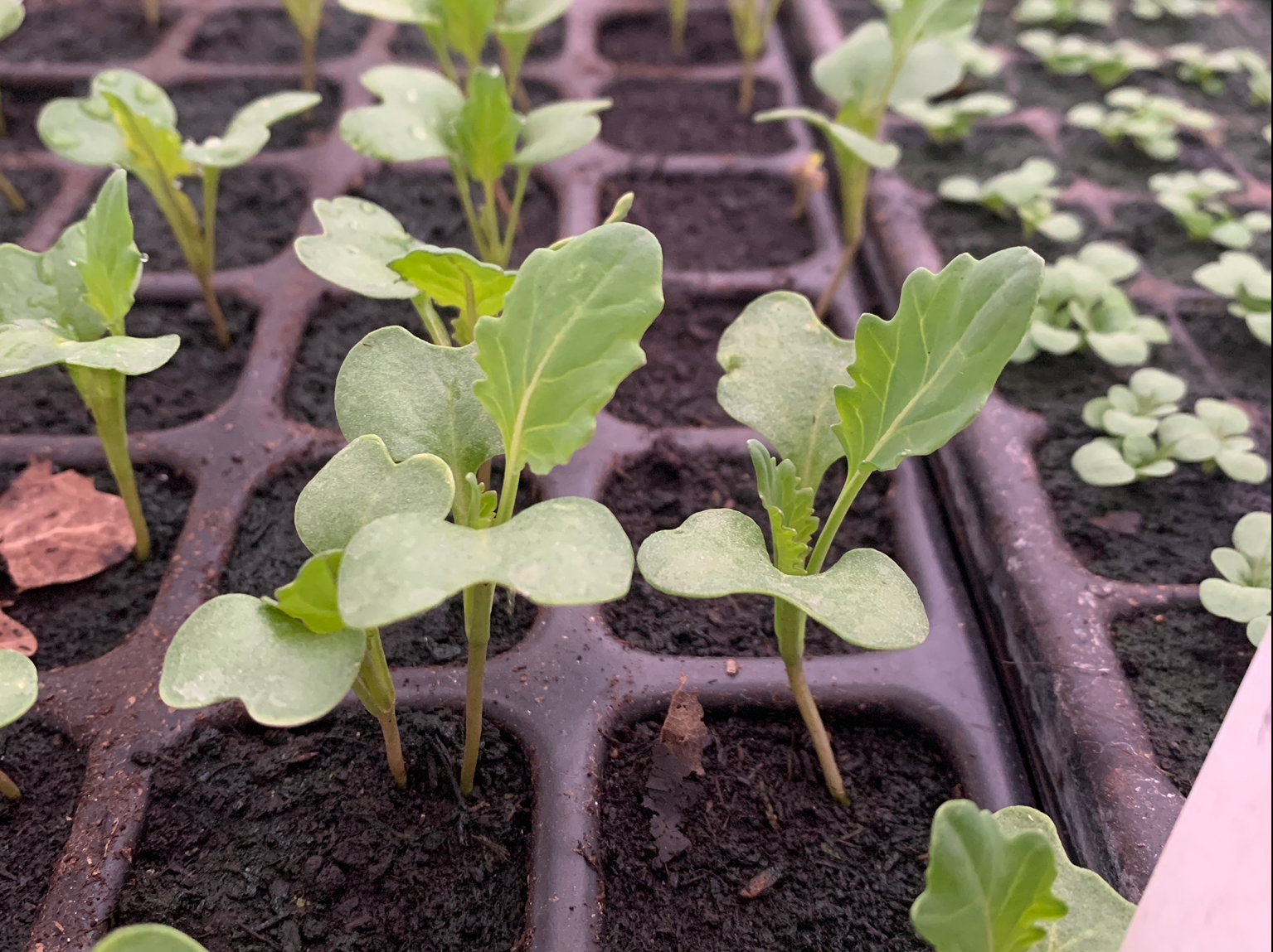 Kohlrabi seedling 