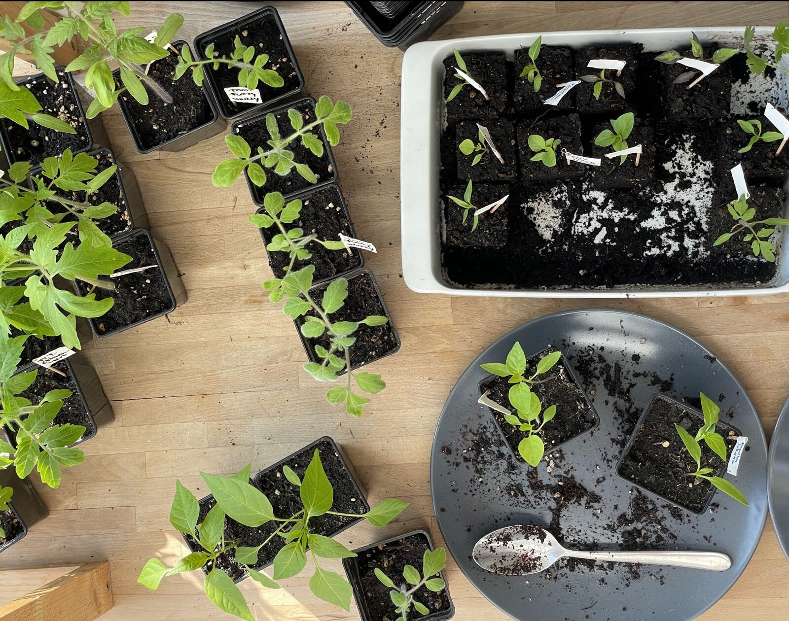 Pricking Out Vegetable Plants: Tips and Instructions