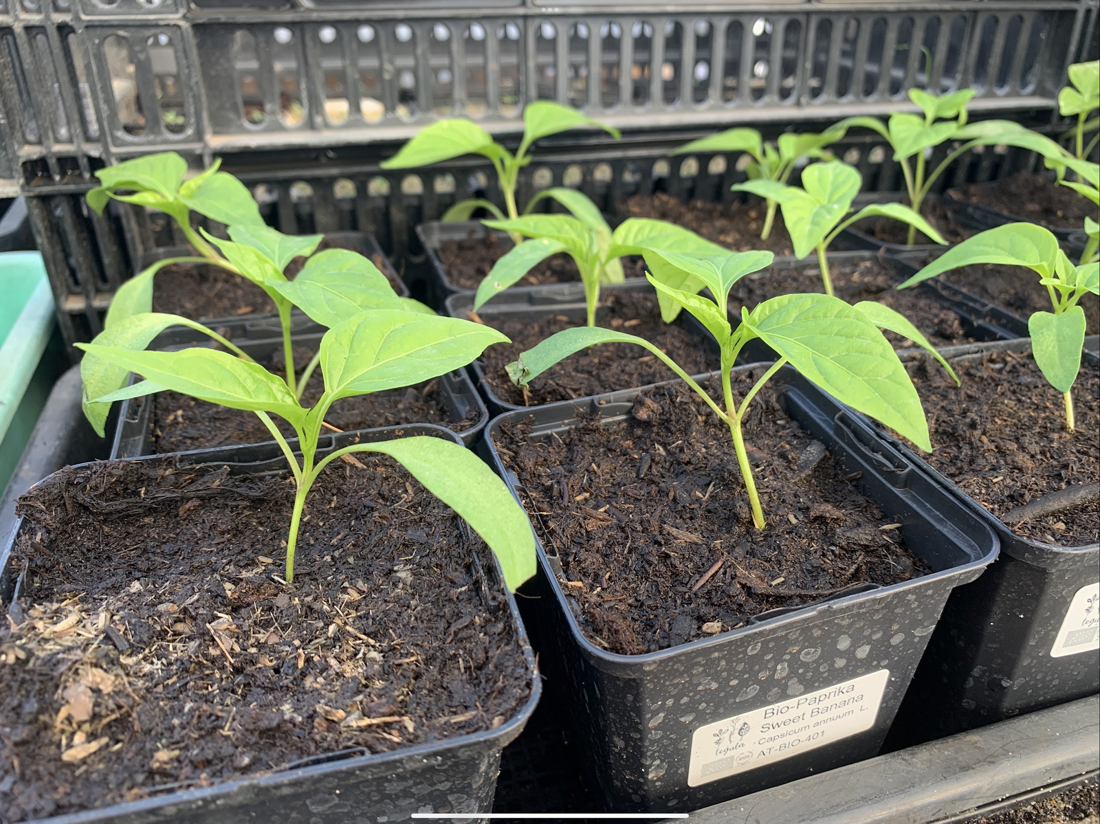 Young bell pepper plants shortly after pricking out