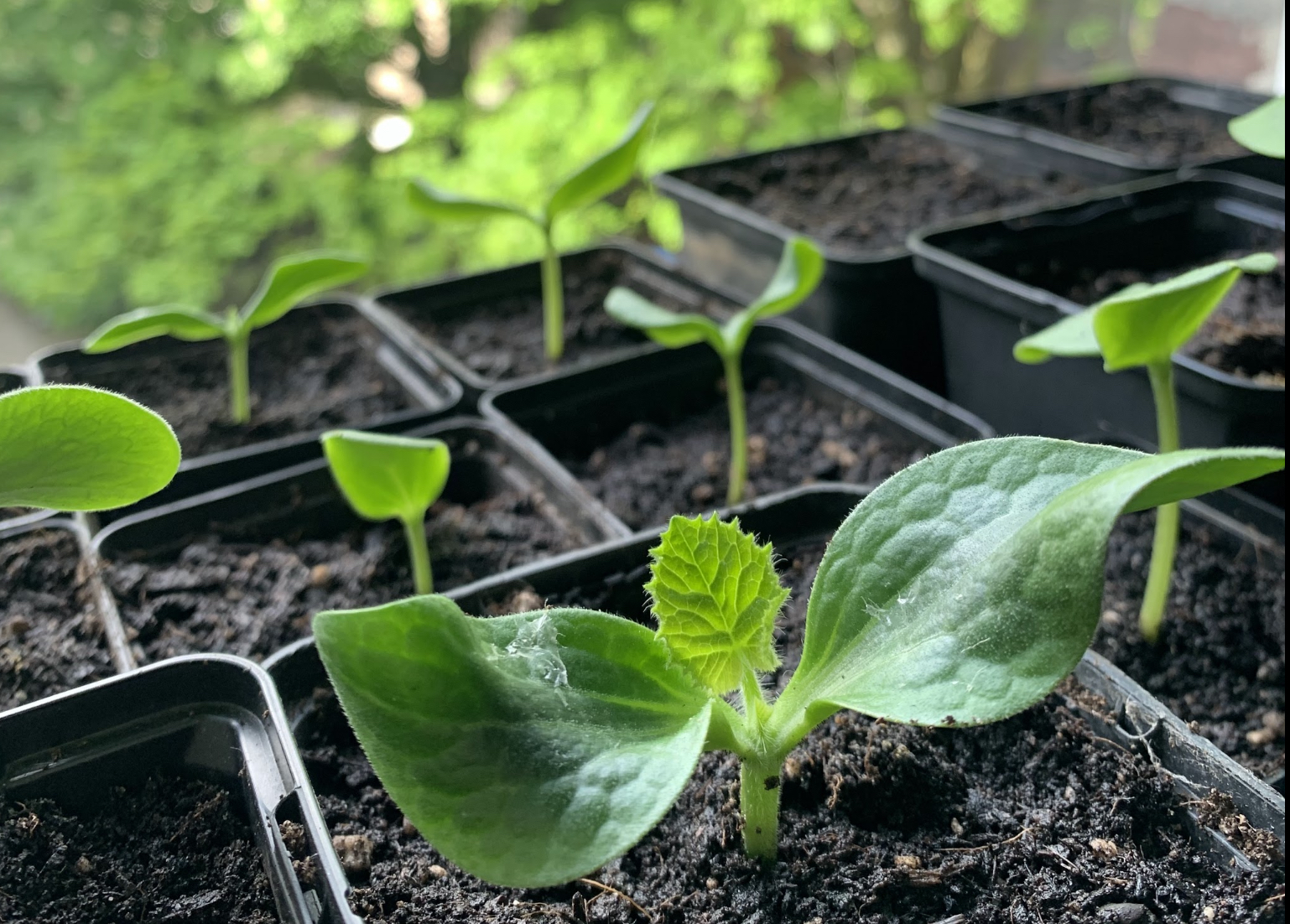 Self-referenced pumpkin seedlings