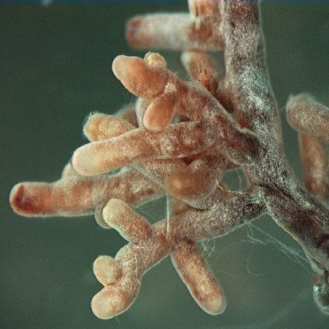 Mykorrhiza pilze