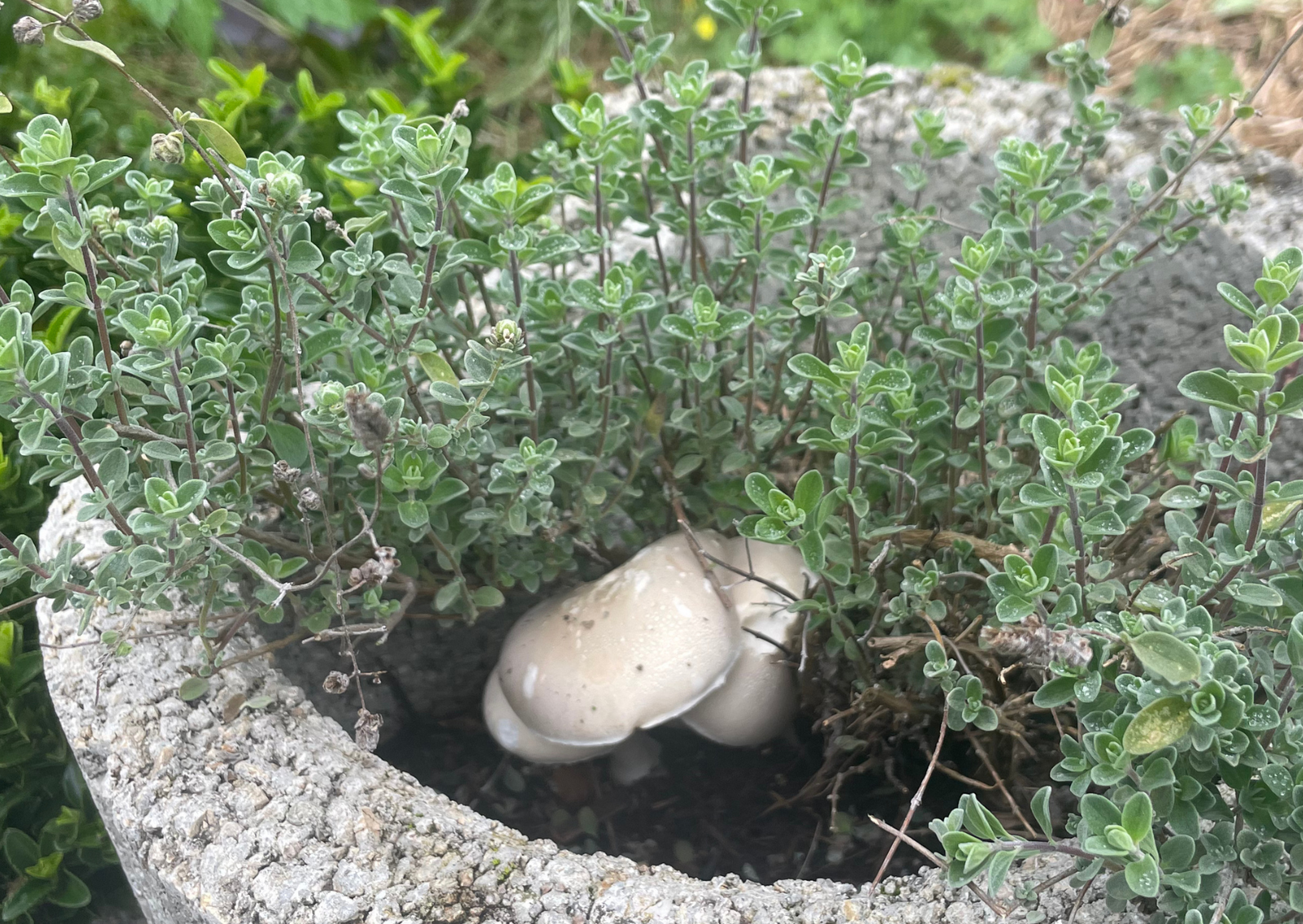 Pilz im Beet