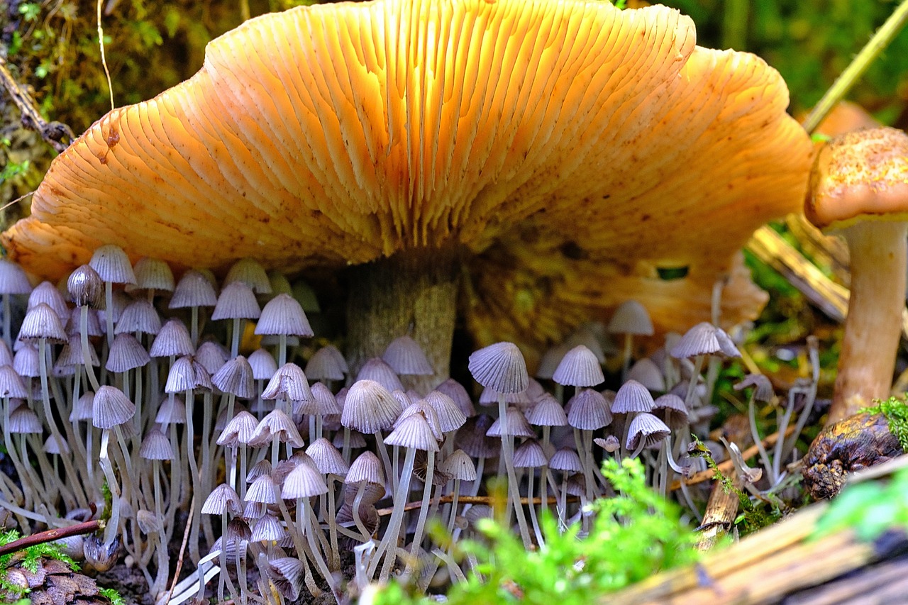 Pilze im Wald