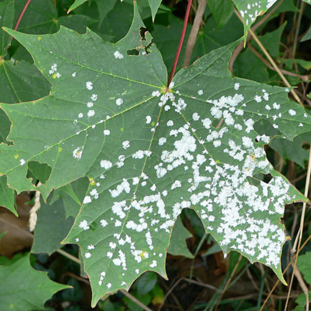 Echter mehltau an einer pflanze