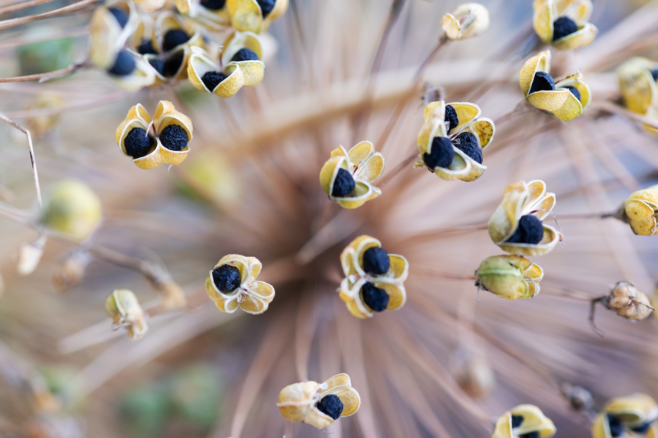 Leek seeds