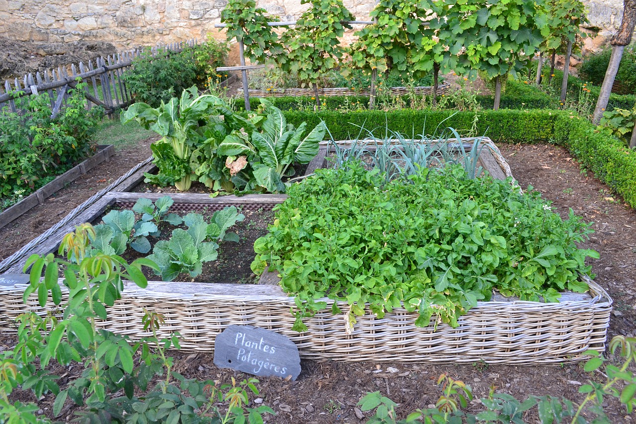 Leeks in mixed cultivation