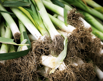 Planting, Caring for and Harvesting Leeks