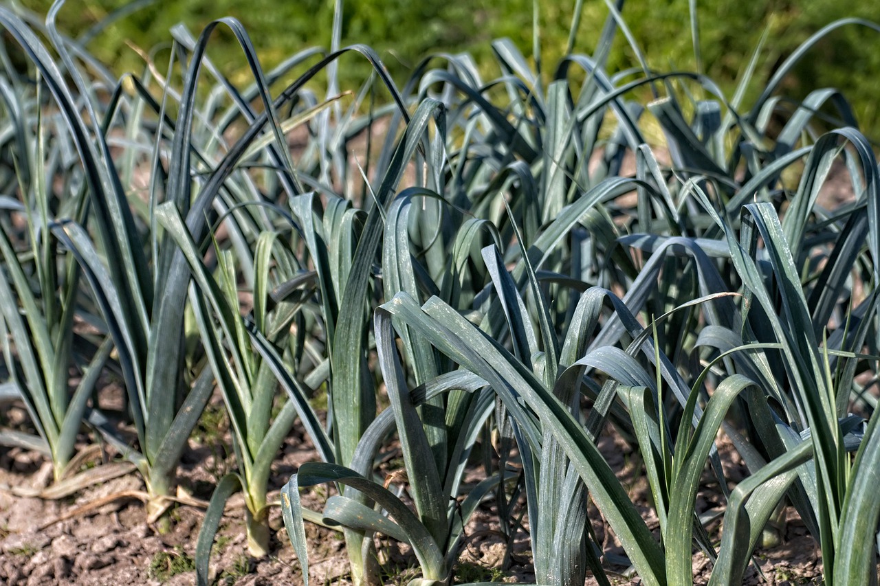 Porree auf dem Feld