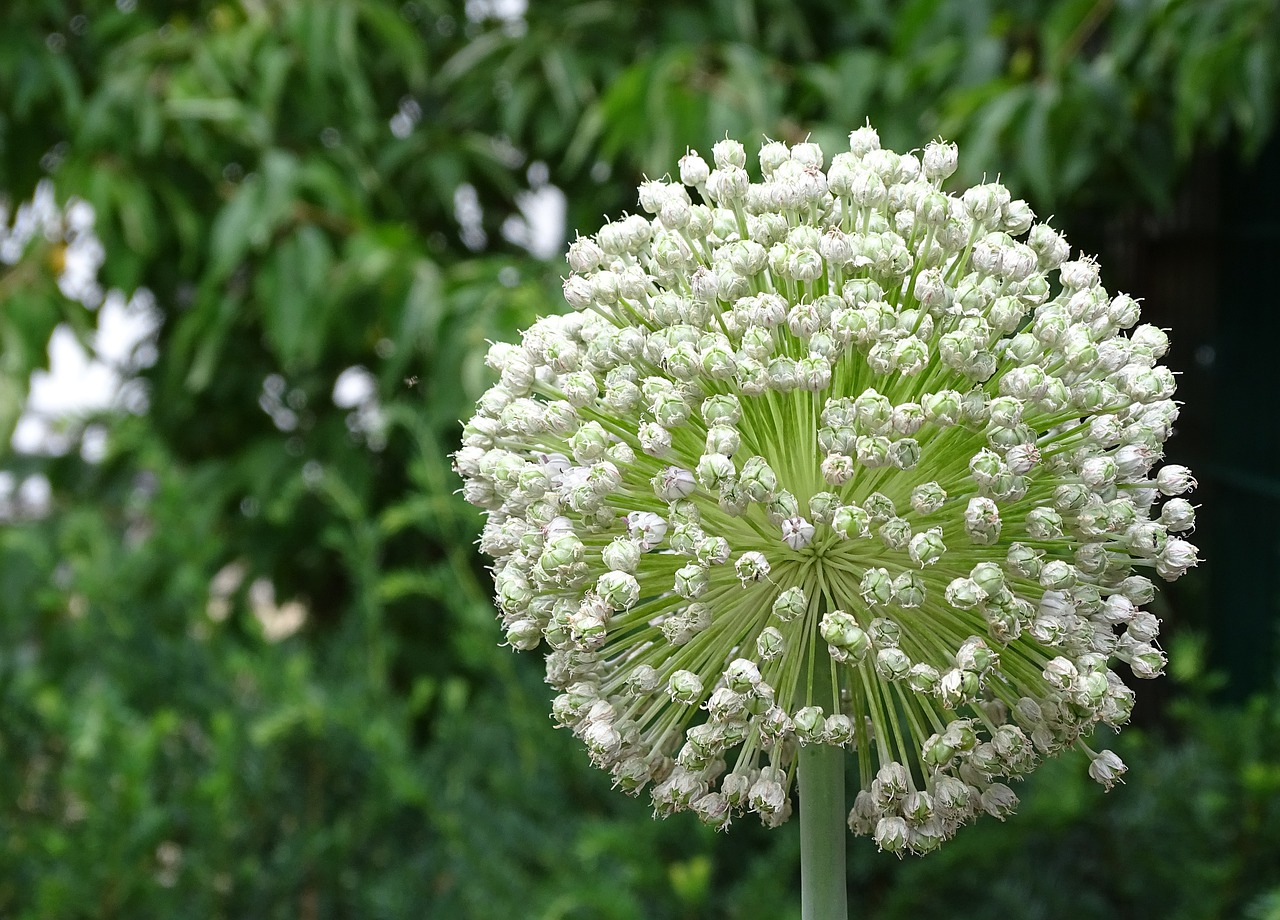 Leek blossom