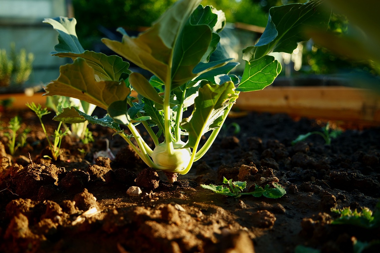 Kohlrabi als guter Nachbar für Radieschen