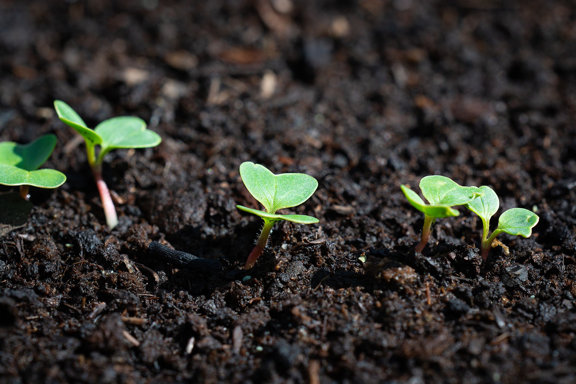 Freshly sprouting radish seeds