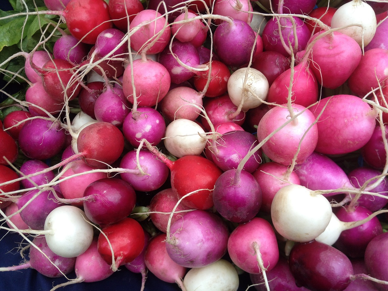 White and red radish varieties