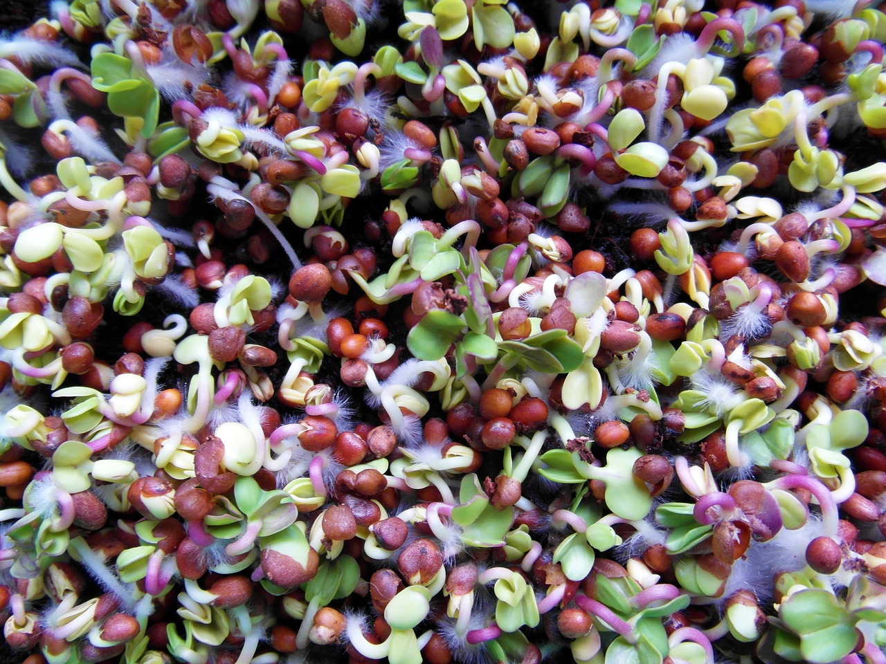 Radieschensprossen