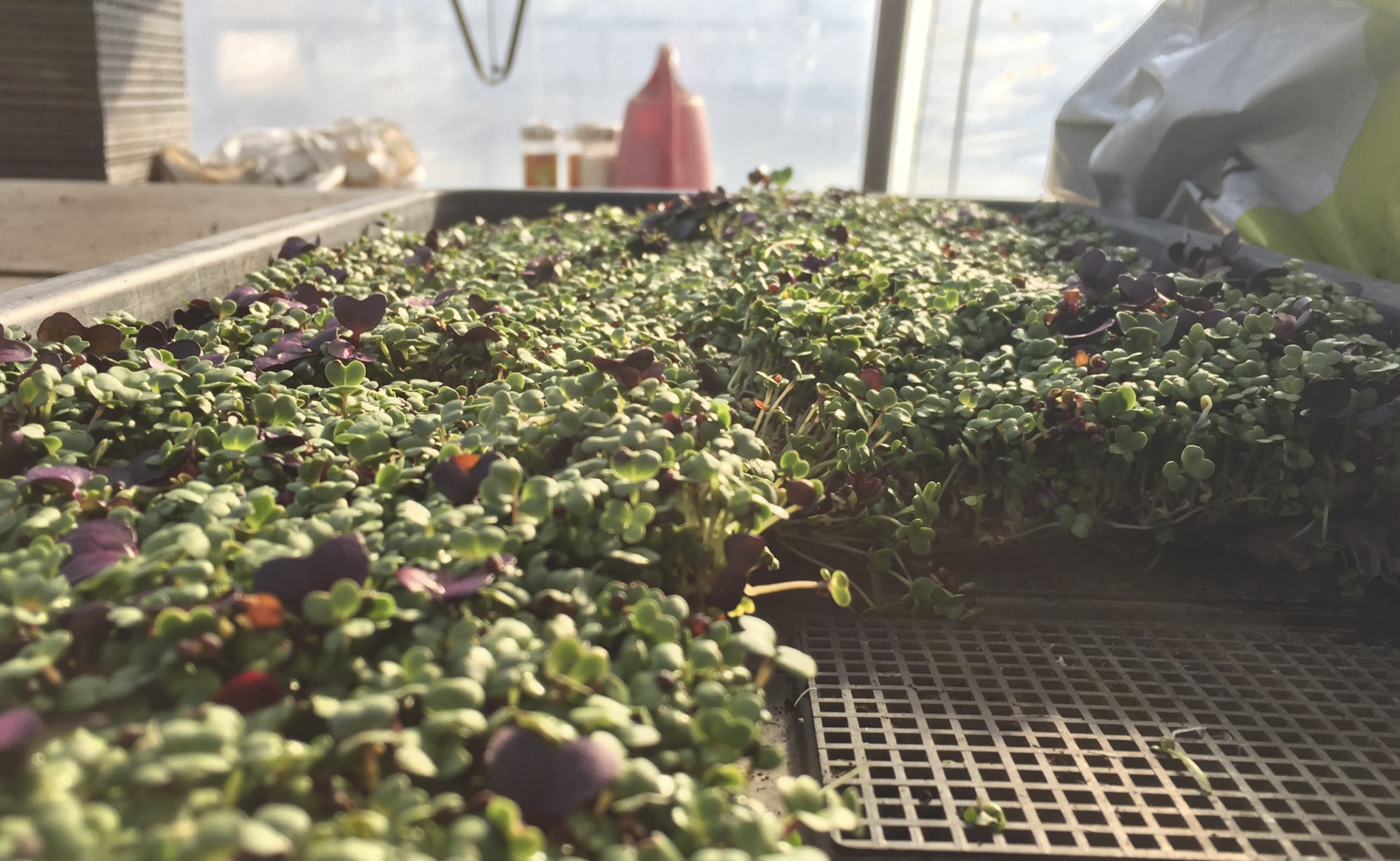 Radish sprouts on hemp mats