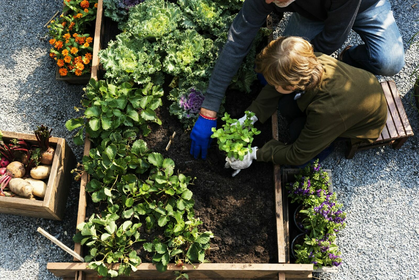 Kleiner Gemüsegarten, große Ernte - so geht‘s