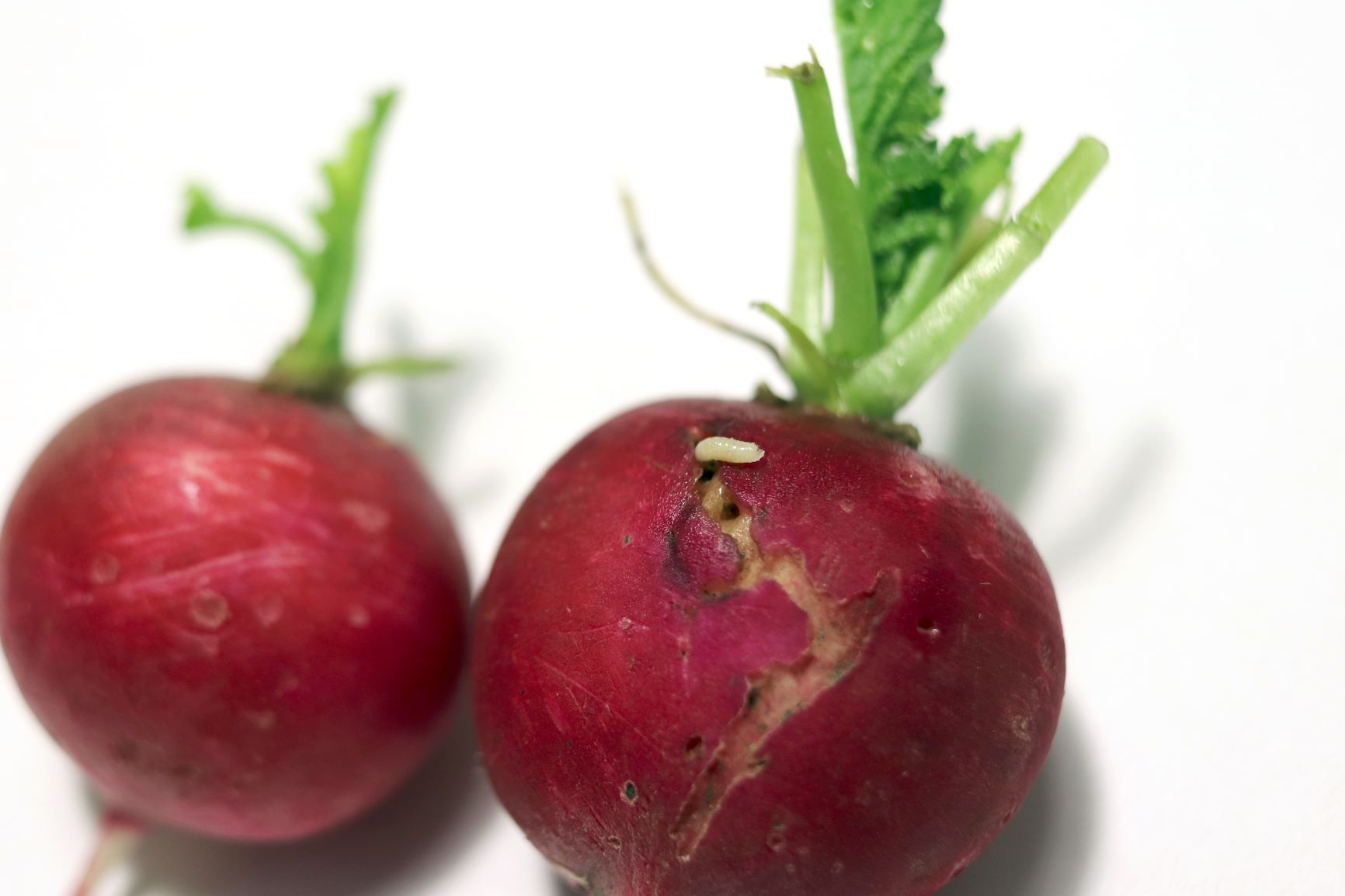 Radishes infested with cabbage fly