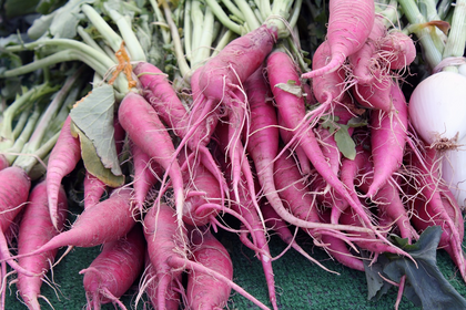 Rettich anbauen im Topf, Garten oder Hochbeet