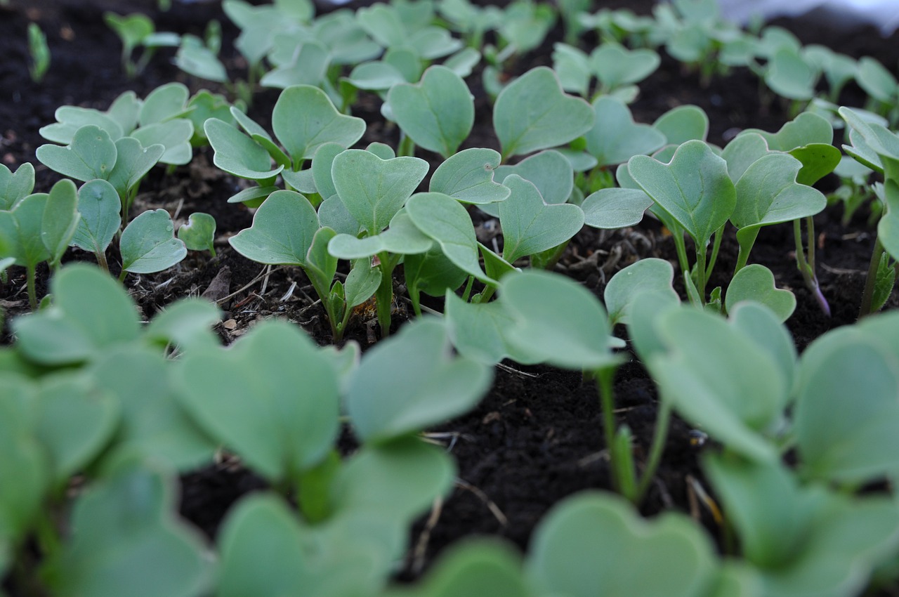 Freshly sprouted radish