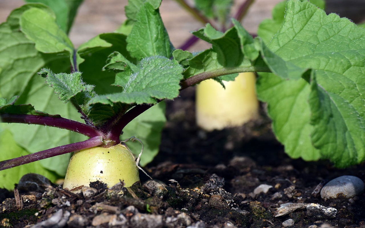Radish in a raised bed