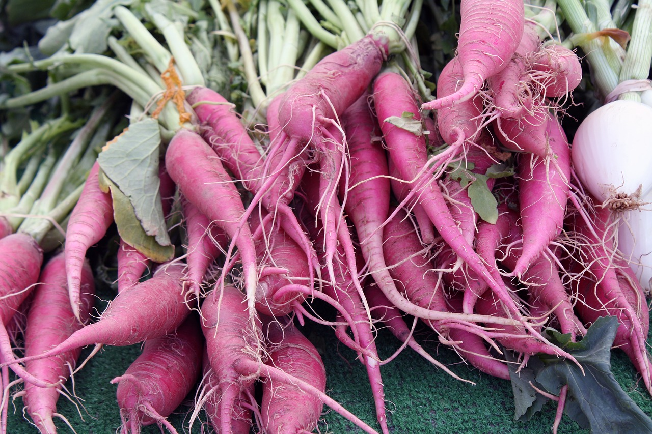 Growing Daikon Radish in the Garden, Pot & Raised Bed