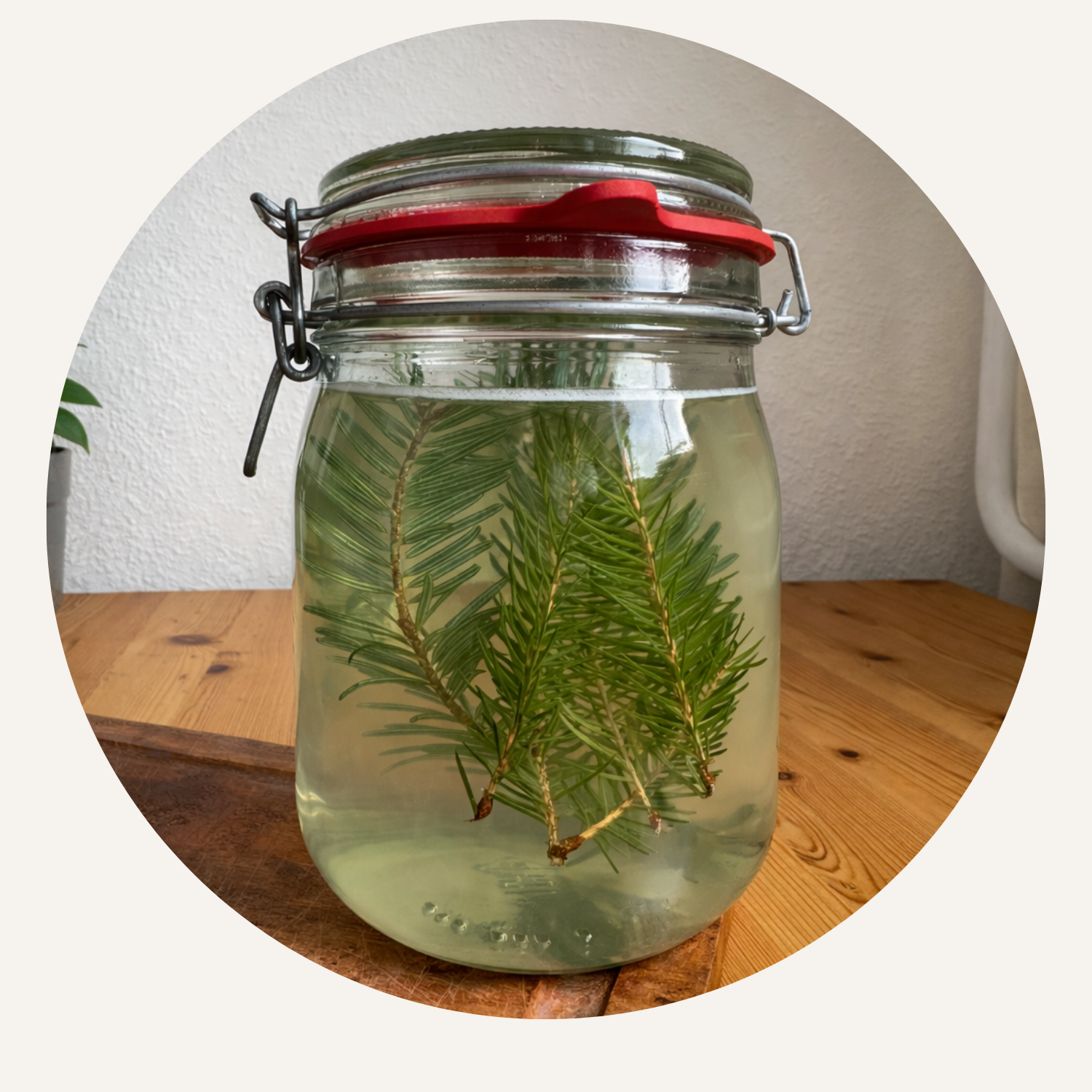 Tannensoda mit Tannen- und Fichtennadeln