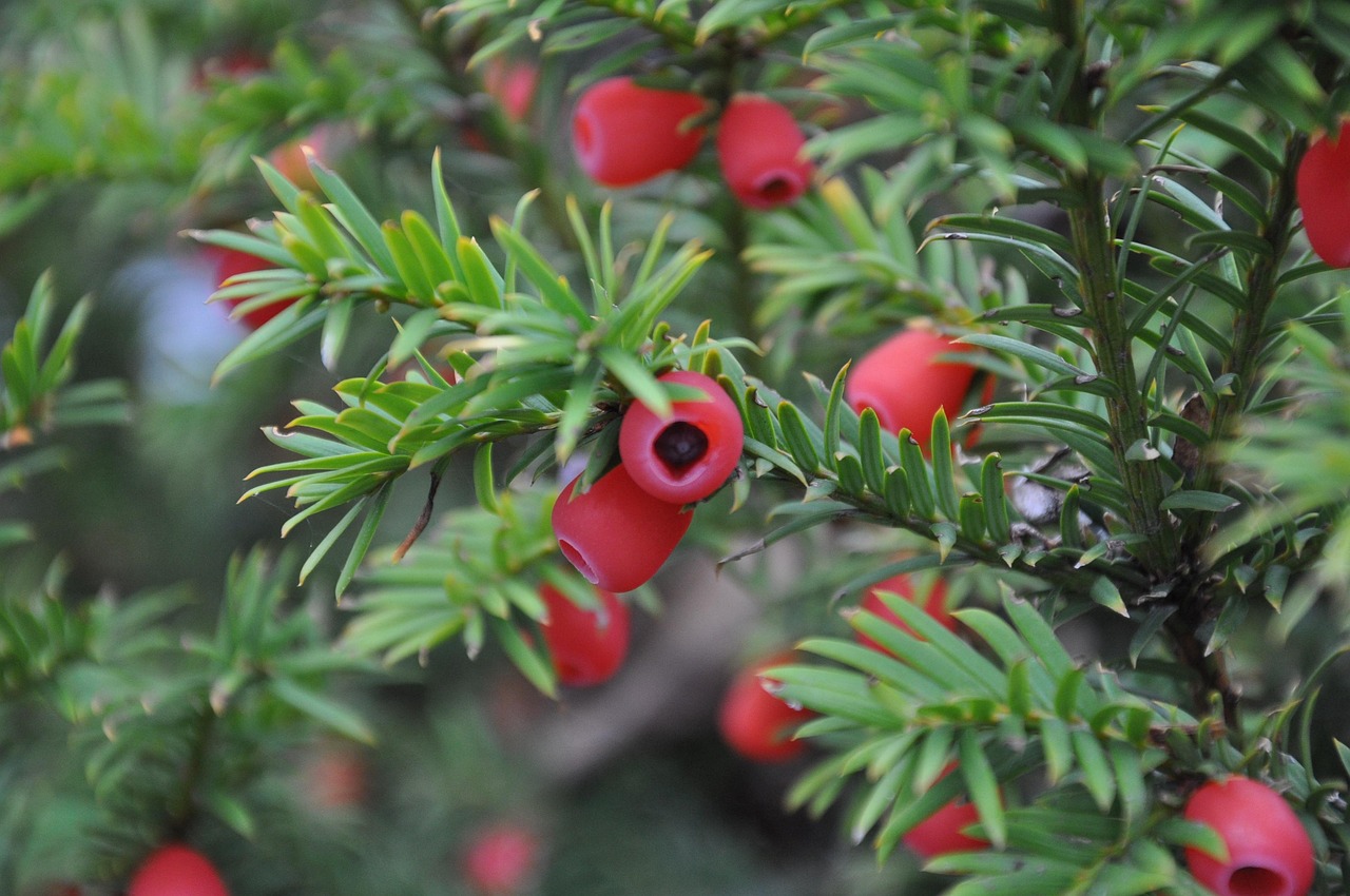 Eibe im Garten