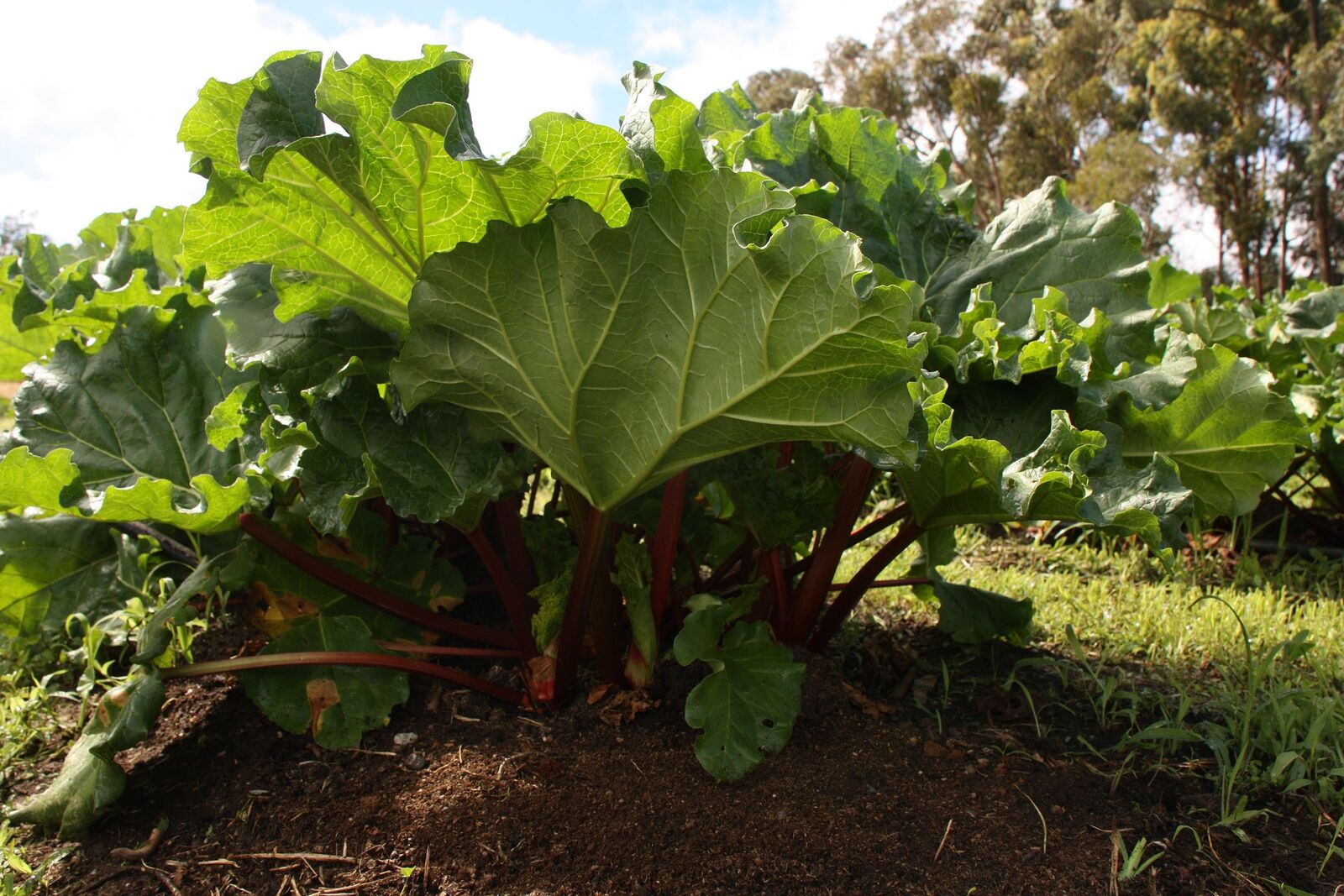 strong rhubarb plant