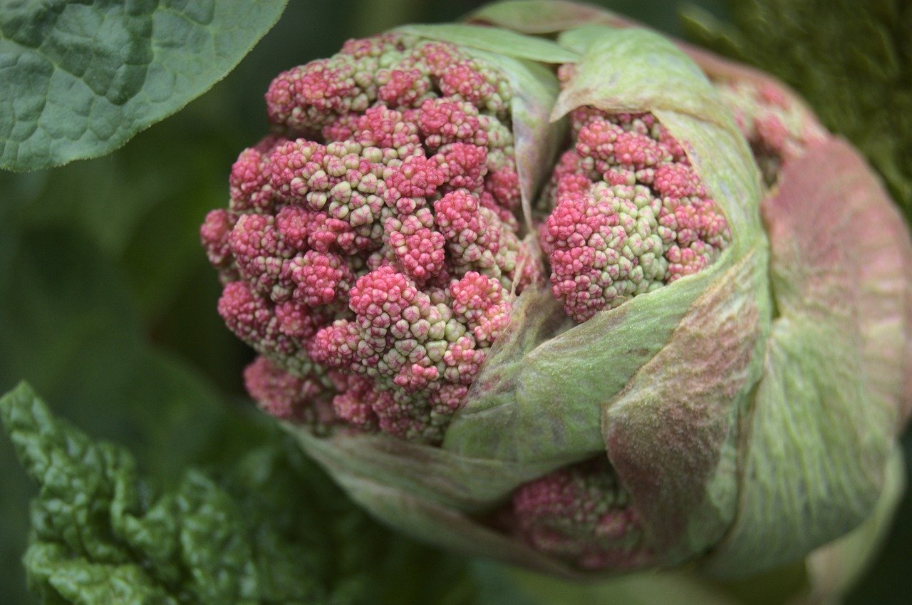 Red blossom of the rhubarb plant