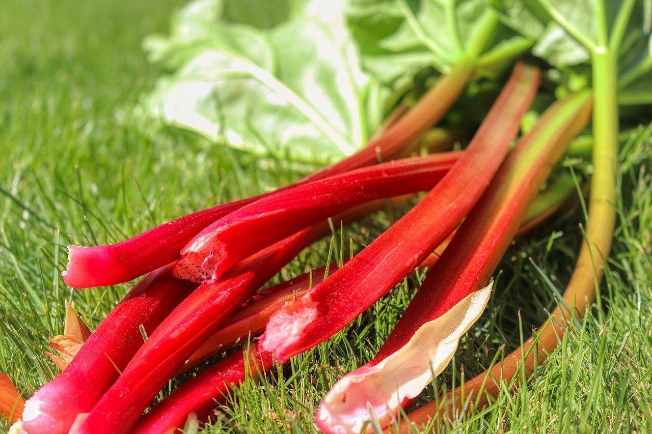 Freshly harvested rhubarb