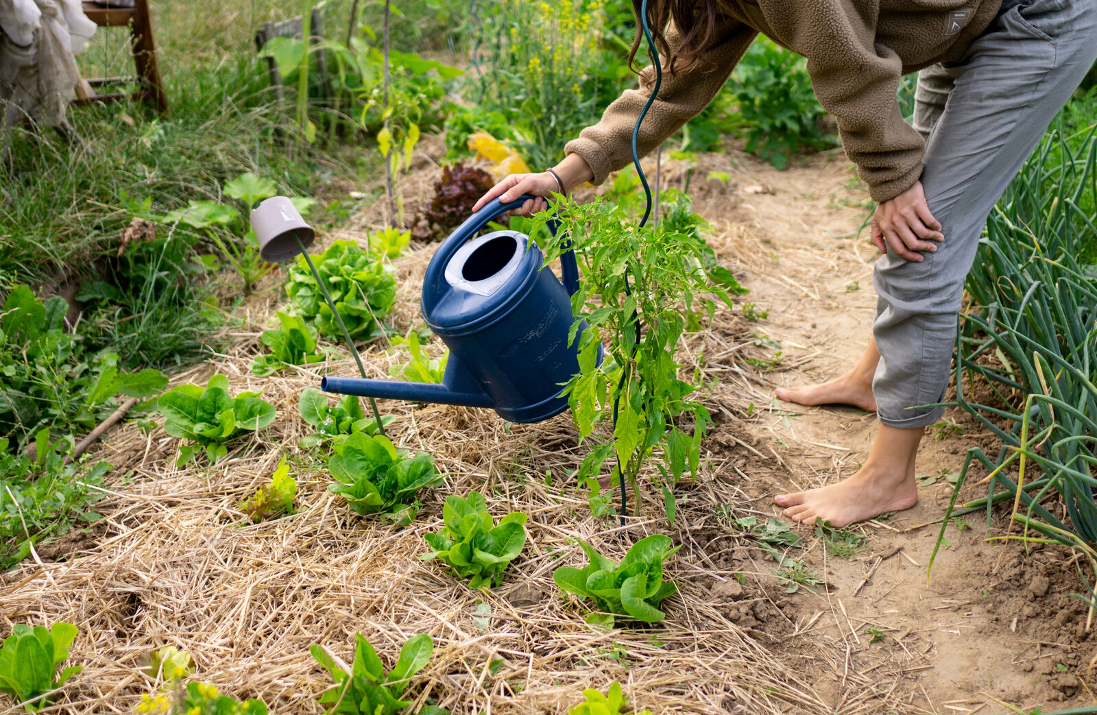 Watering plants from below