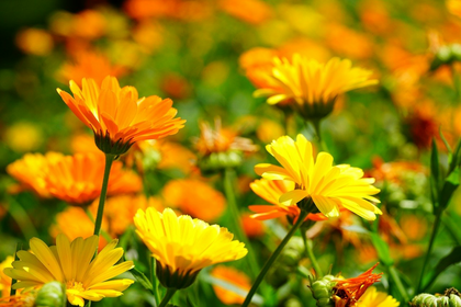 Ringelblumen säen: Freiland und Balkon