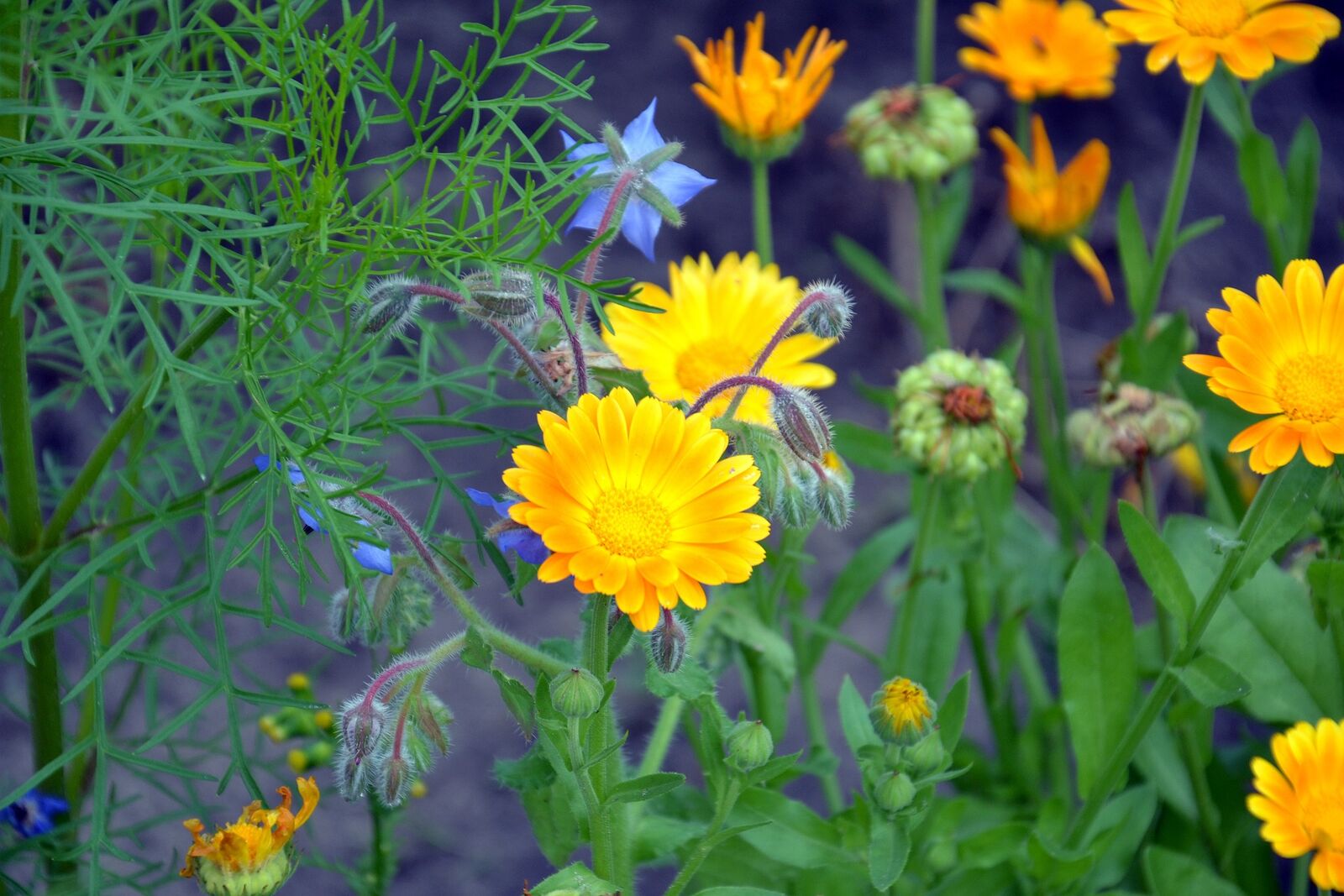 Marigold in mixed cultivation with fennel