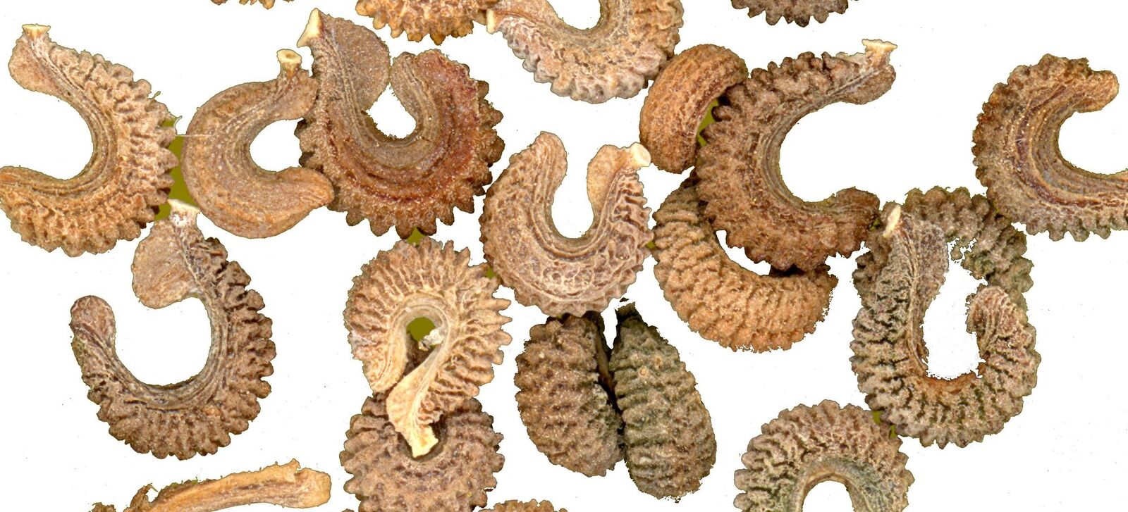 Marigold seeds