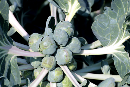 Growing Brussels Sprouts: Cultivation, Sowing & Harvesting
