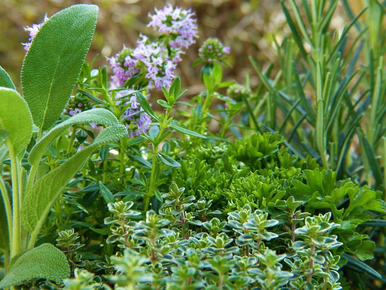 Rosmarin gepflanzt mit Salbei und Thymian