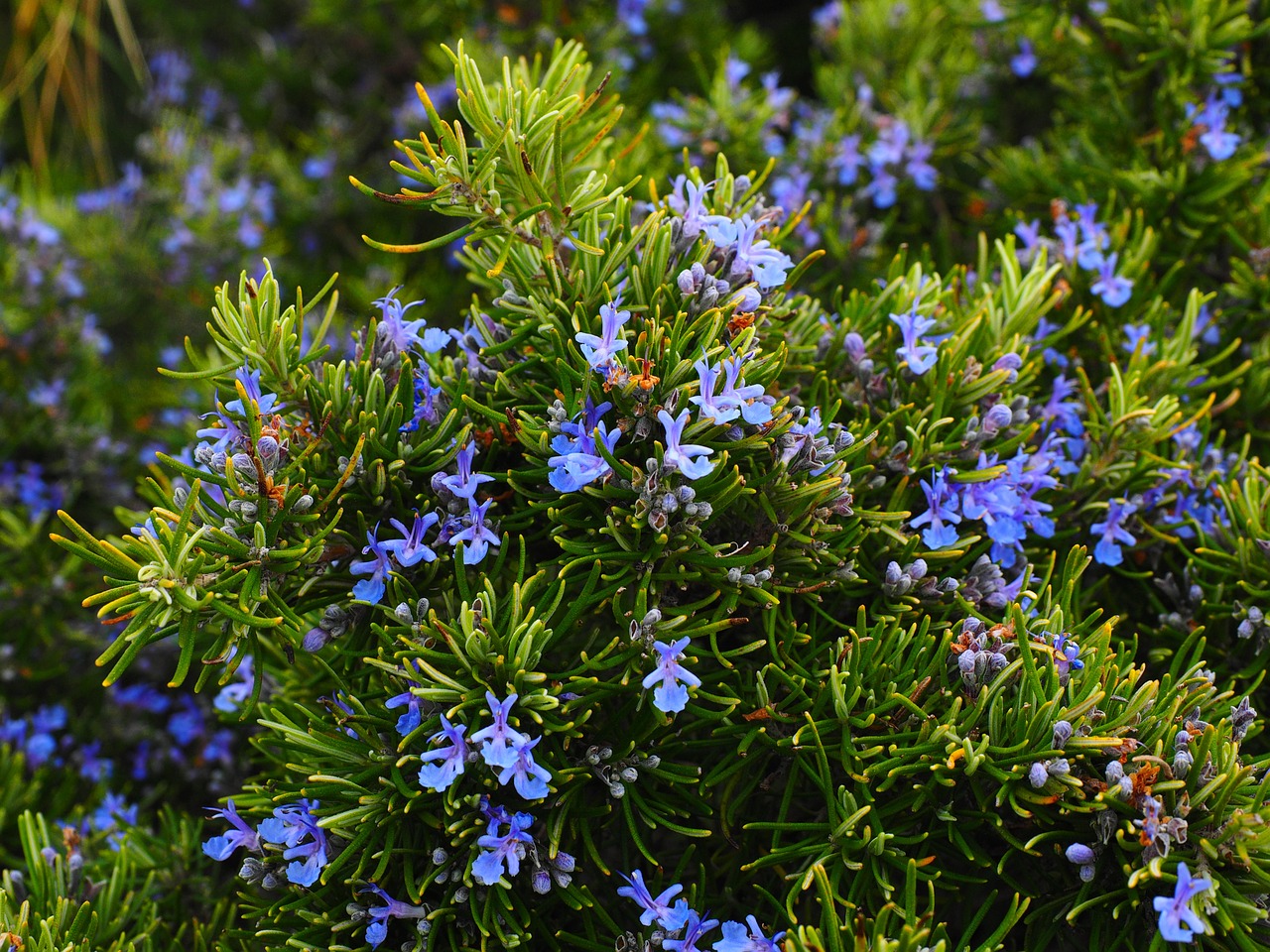 Rosmarin mit lila Blüten