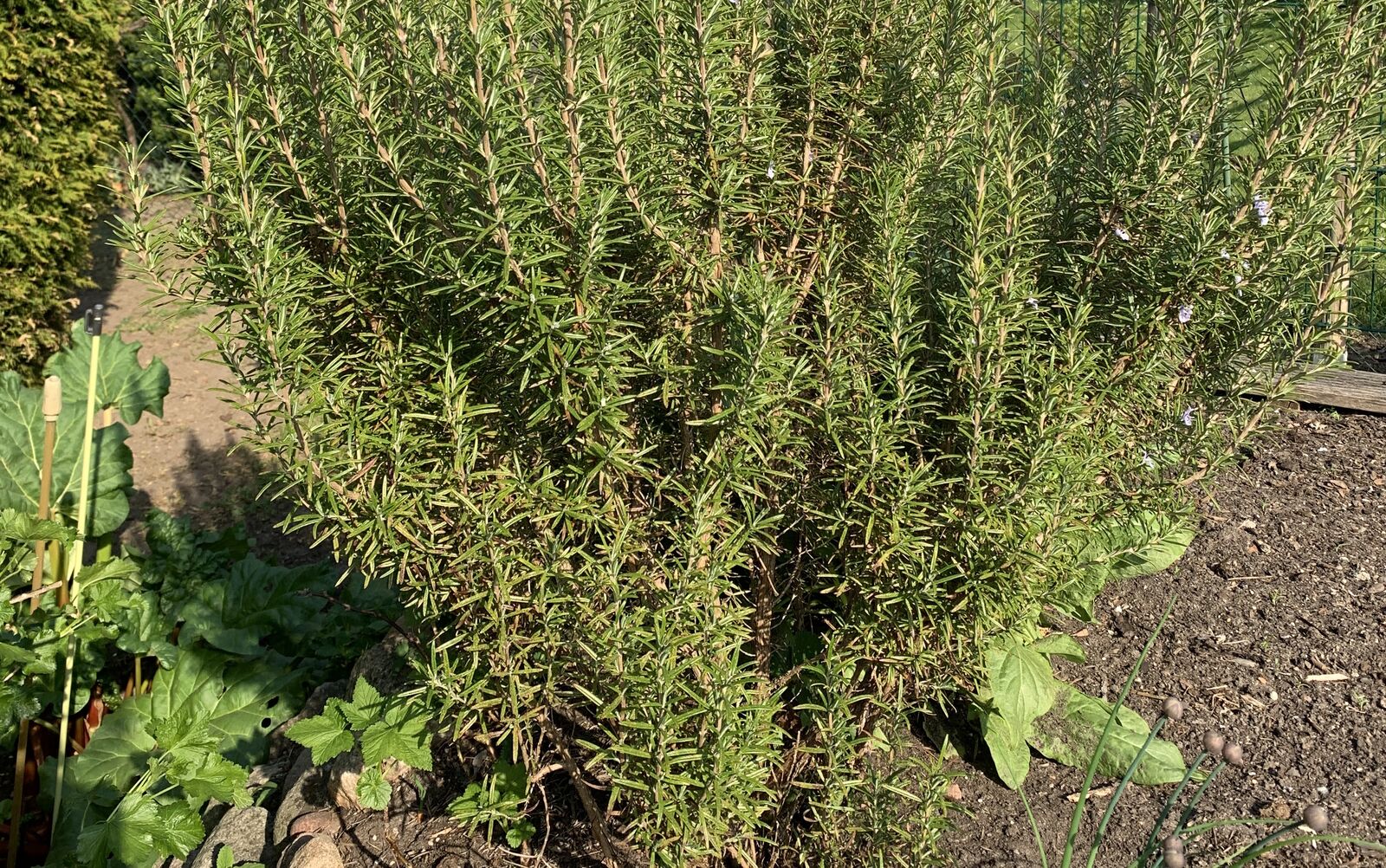 bushy rosemary in the garden