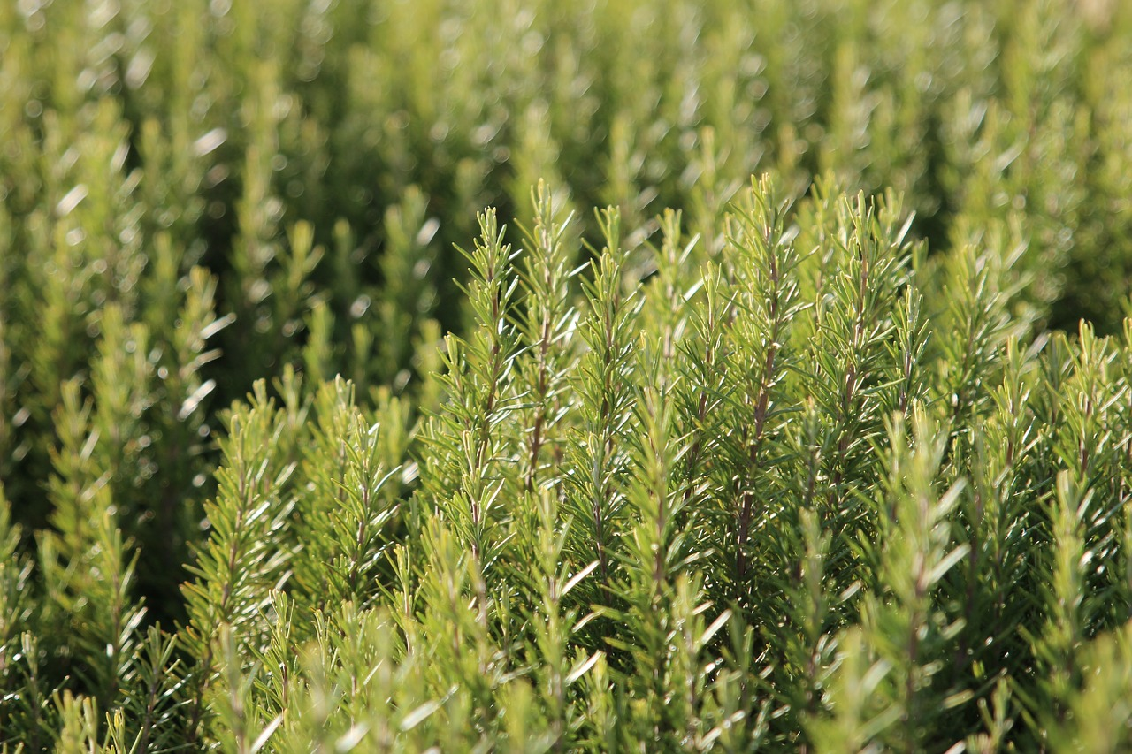 Growing, Propagating & Harvesting Rosemary