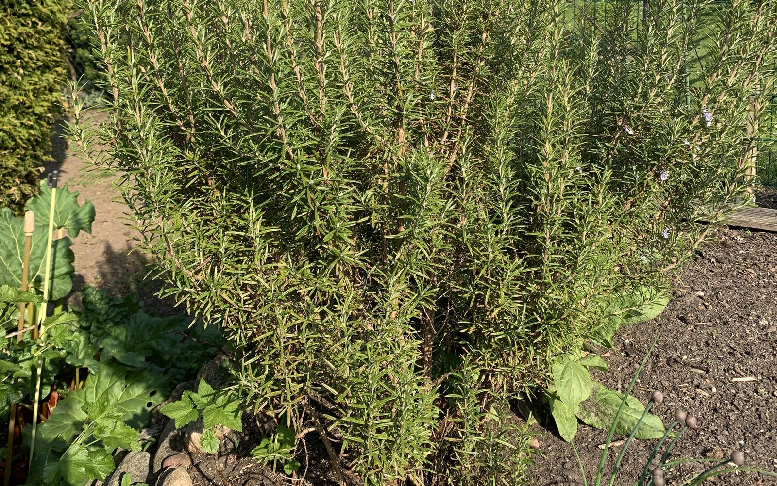 buschiger Rosmarin im Garten