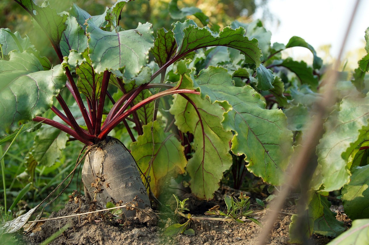 Rote Bete Pflanze mit großer Knolle