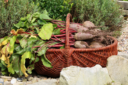 Harvesting, Storing & Preserving Beetroot