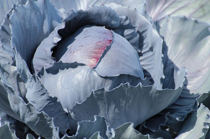 Planting, Growing & Harvesting Red Cabbage: Tips for a Successful Harvest