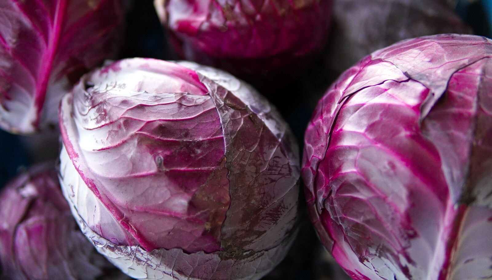 frisch geernteter Rotkohl