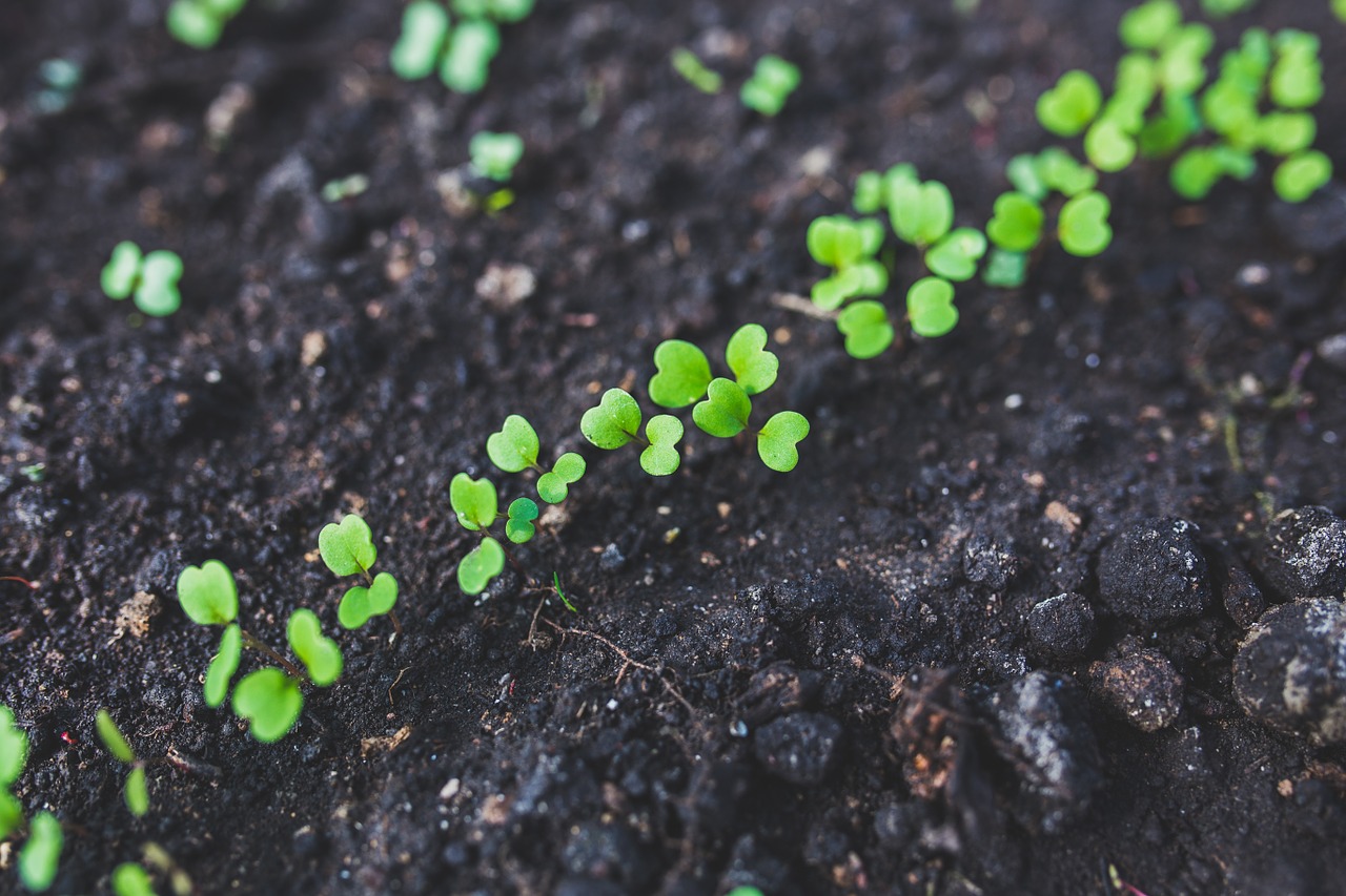 Freshly sprouted rocket seedlings