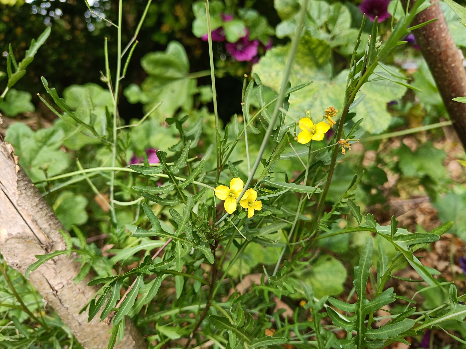 Wild rocket with yellow flowers
