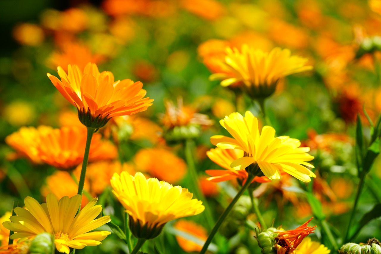 Ringelblume ist ein guter Nachbar für Rucola