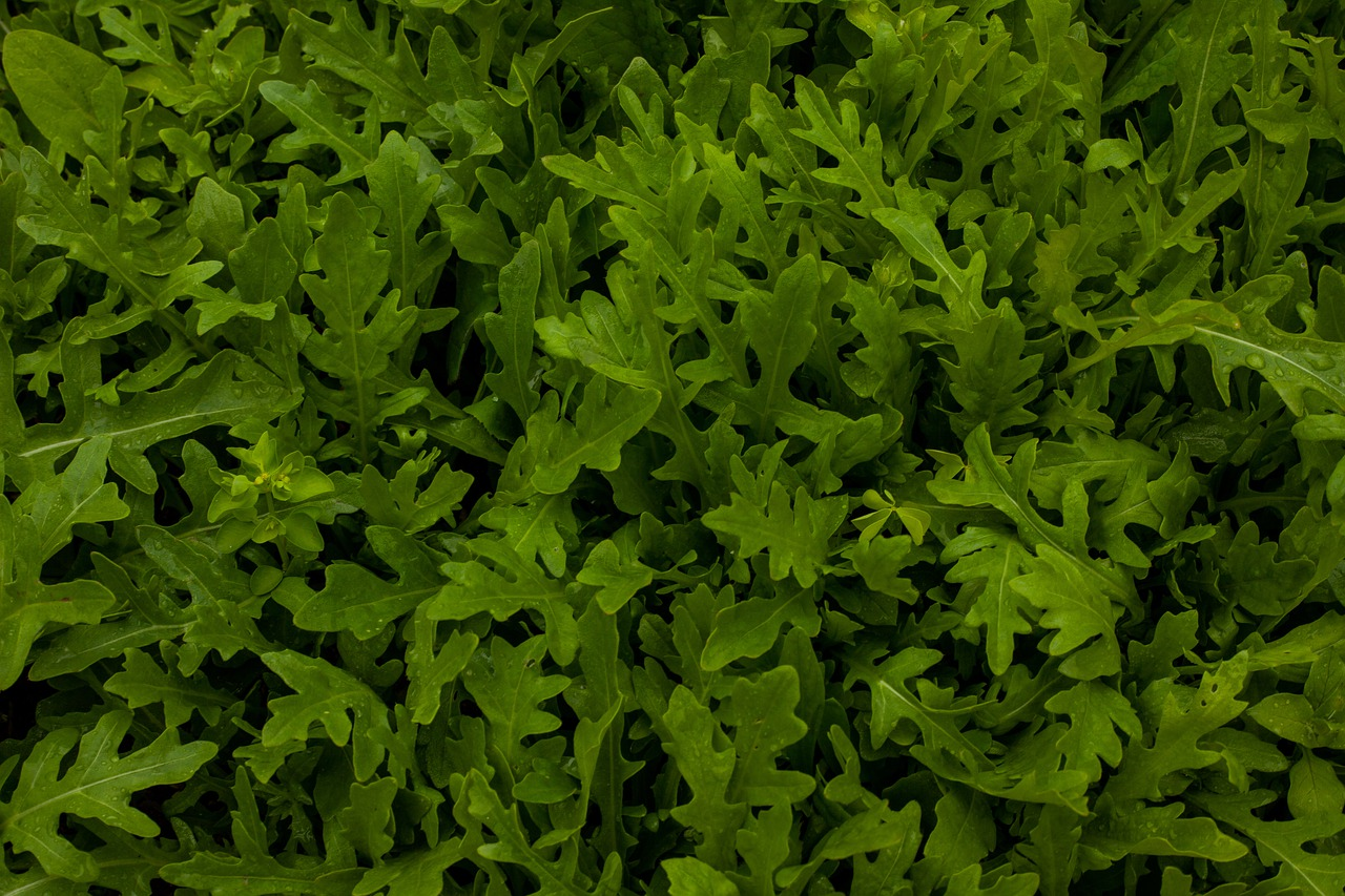 Rucola pflanzen, säen, ernten: Gute Nachbarn und Mischkultur