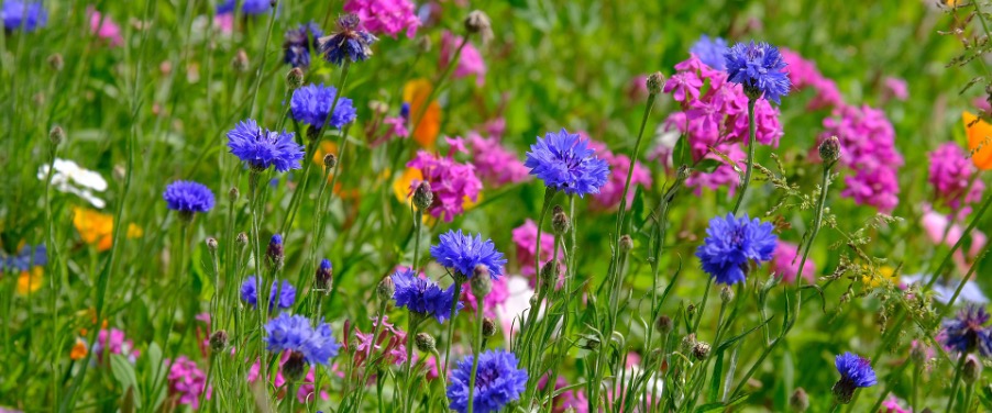 Saatband für Blumen benutzen