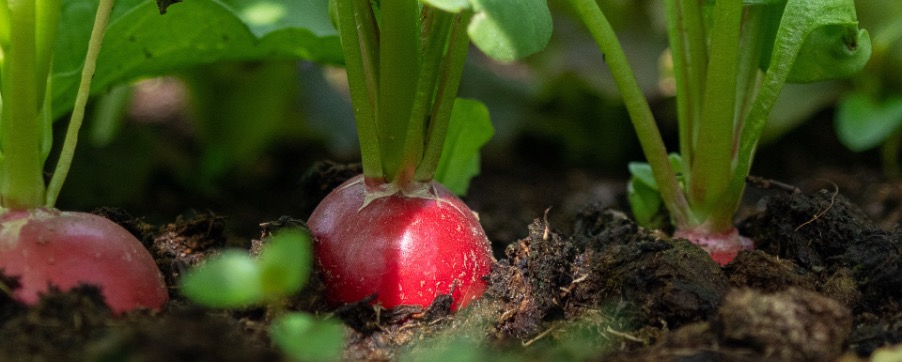 Sowing radishes in the bed