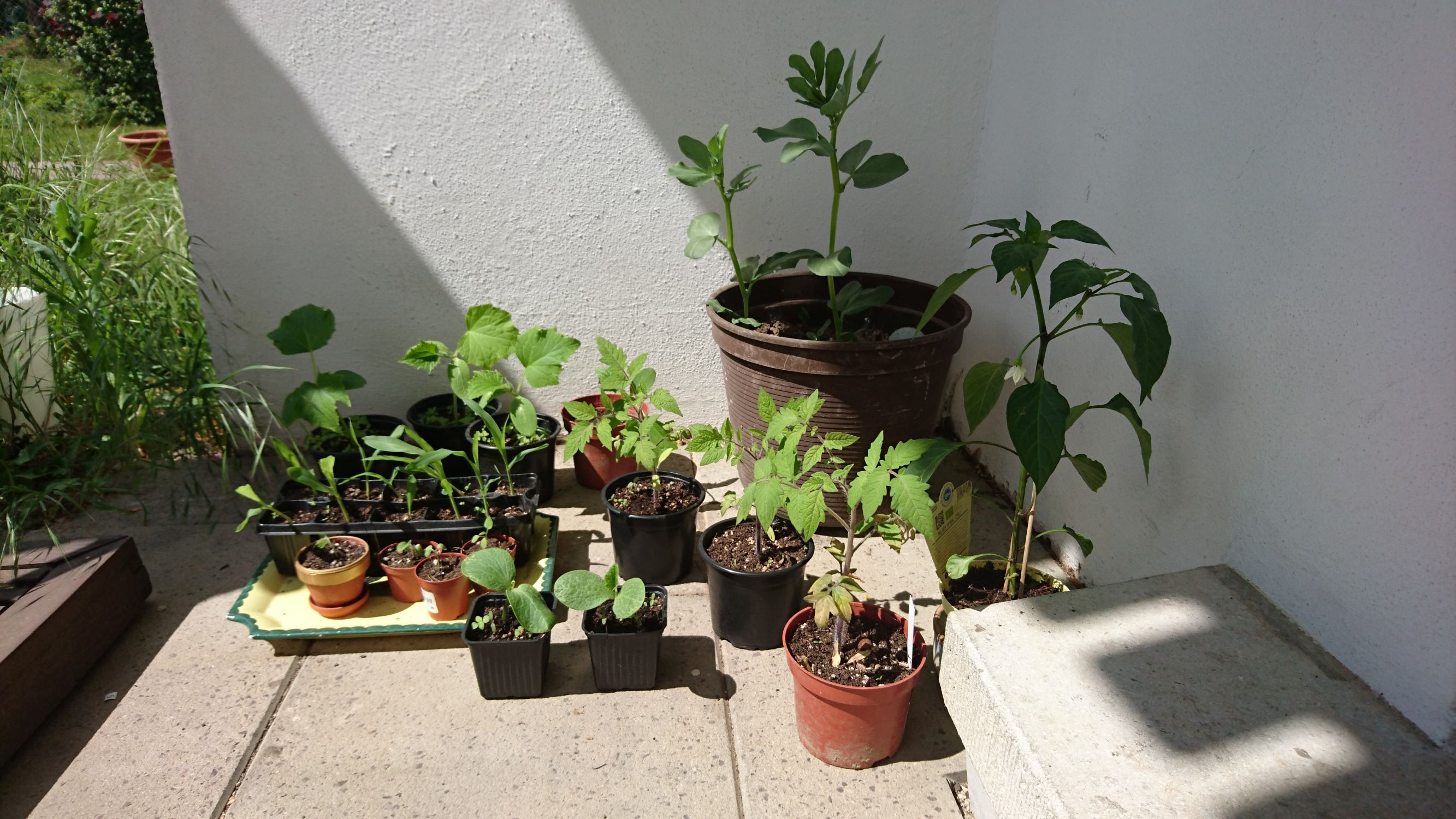 Hardening off young plants